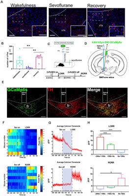 Dopaminergic Projections From the Ventral Tegmental Area to the Nucleus Accumbens Modulate Sevoflurane Anesthesia in Mice